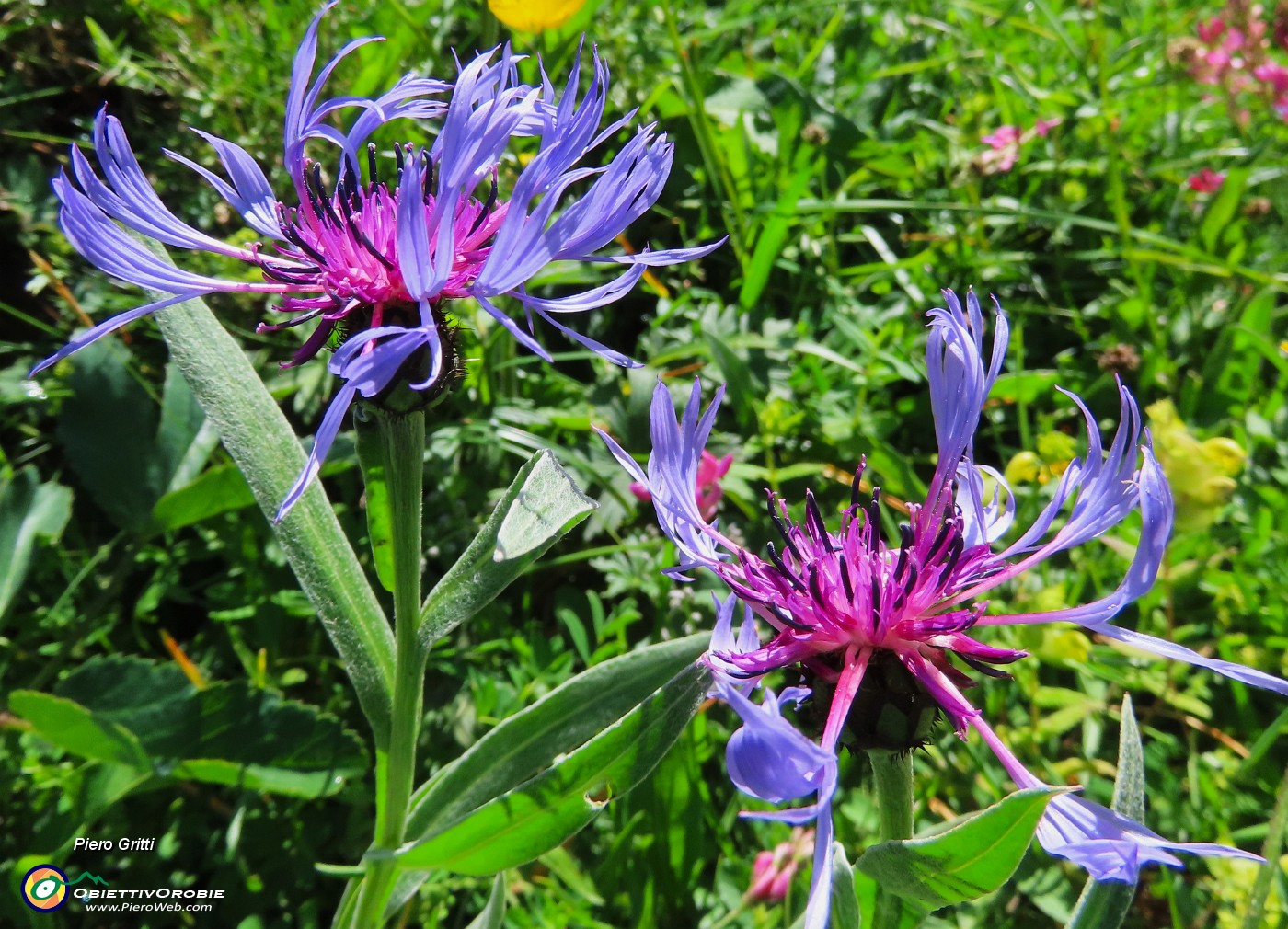 37 Centaurea montana (Fiordaliso montano).JPG